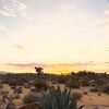 desertliving_